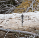 Azure Hawker
