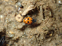 Adonis Ladybird