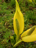 American Skunk Cabbage
