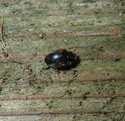 Angle Sided Scymnus