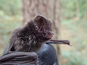 Barbastelle