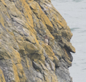 Brown Booby