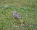 Buff Brested Sandpiper