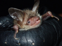 Bechstein's Bat