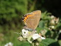 Black Hairstreak