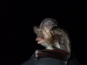 Brown Long Eared Bat