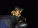 Brown Long Eared Bat