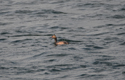 Black Necked Grebe