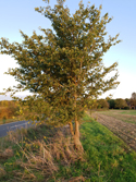 Bonhunt Elm