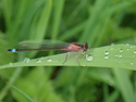 Blue Tailed Damselfly