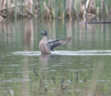 Blue Winged Teal
