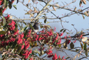 Black Throated Thrush