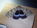 Clifden Nonpareil
