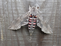 
Convolvulus Hawkmoth