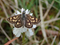 Chequered Skipper
