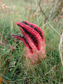 Devils Fingers