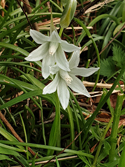 Drooping Star of Bethlehem
