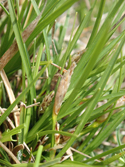 Dwarf Sedge