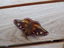 Emperor Moth