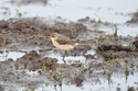 Eastern Yellow Wagtail