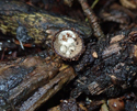 Fluted Birdsnest Fungus