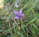 Field Gentian