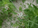 Fine Leaved Fumitory