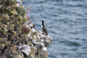 Guillemot