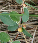 Great Orme Cotoneaster