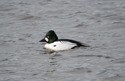 Goldeneye