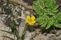 Walters's Goldilocks Buttercup