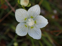 Grass of Parnassus