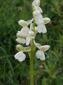 Green WInged Orchid
