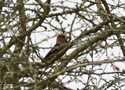 Hawfinch