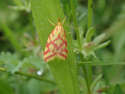 Adonis Ladybird