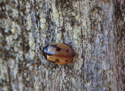 Hieroglyphic ladybird