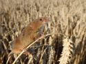 Harvest Mouse