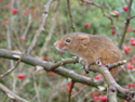 Harvest mouse
