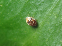 Horseshoe Ladybird