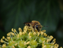 Ivy Bee