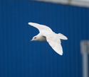 Iceland Gull