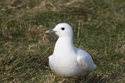 Ivory Gull