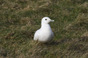 Ivory Gull
