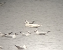 Kumliens Gull