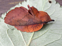 Lappet
