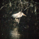 Little Bittern