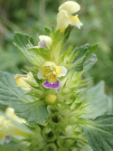 Large Hemp Nettle