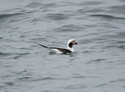 Long Tailed Duck