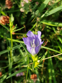 Marsh Gentian