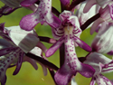 Military Orchid